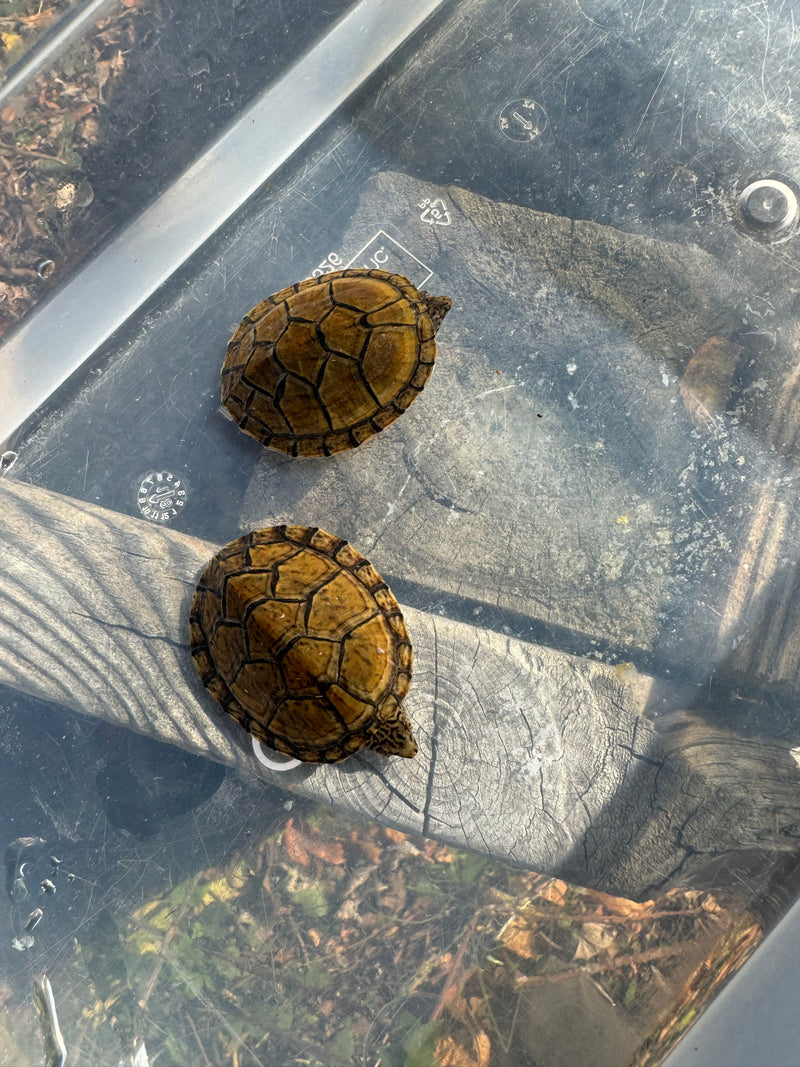 Stripe-necked Musk Turtle Juvenile Pair