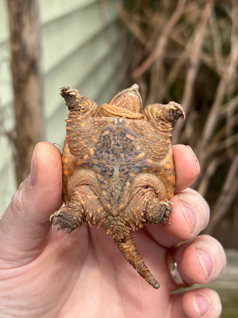 Hypomelanistic Common Snapping Turtle (Nip Tail)  (Chelydra serpentina)