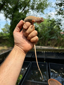 Crimson Red Albino Green Iguana 2024