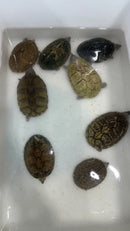 Razor backed Musk Turtle CB Adults (Sternotherus carinatus)