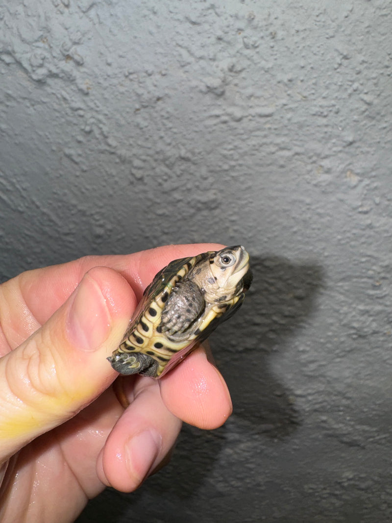 Hi White Concentric Diamondback Terrapin 2024