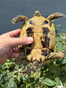 Eastern Hermann's Tortoise Adult Female