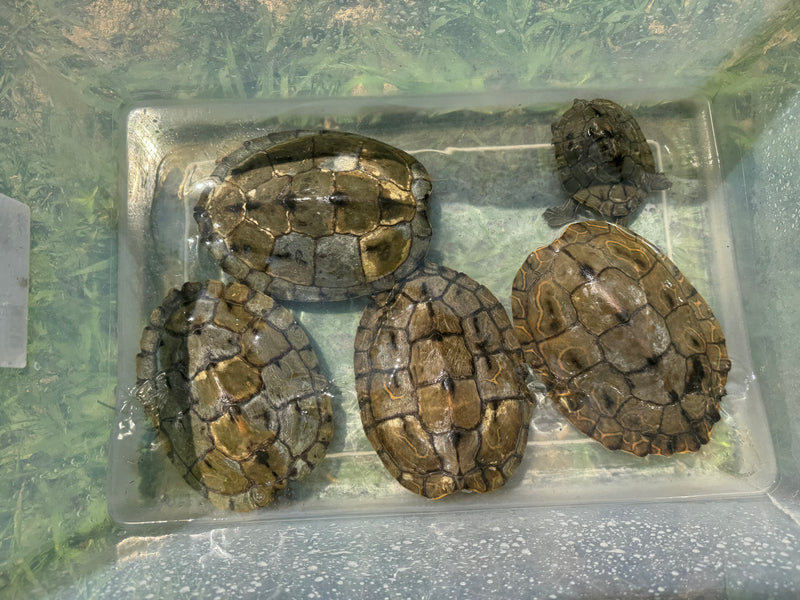 Barbour's  Map Turtle 1.4 Adult Breeding Colony (Graptemus barbouri)