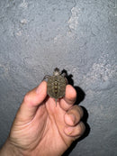 Hi White Concentric Diamondback Terrapin 2024