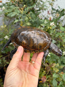 Franco-Italian Pond Turtle Adult Male