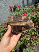 Twist-necked Turtle LTC Female