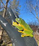 Black Webbed Flying Frog  (Rhacophorus rheinwardti)