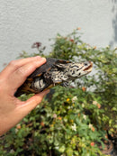 Concentric Diamondback Terrapin Adult Female