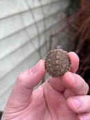 Texas Map Turtle Baby (Graptemus versa)
