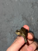 Hi White Concentric Diamondback Terrapin 2023