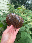 African Helmeted Turtle Adults (Pelomedusa subrufa)