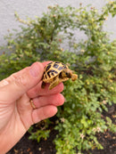 Burmese Star Tortoise 2026