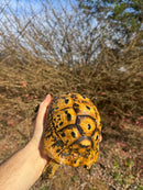 Libyan Greek Tortoise Adult Female