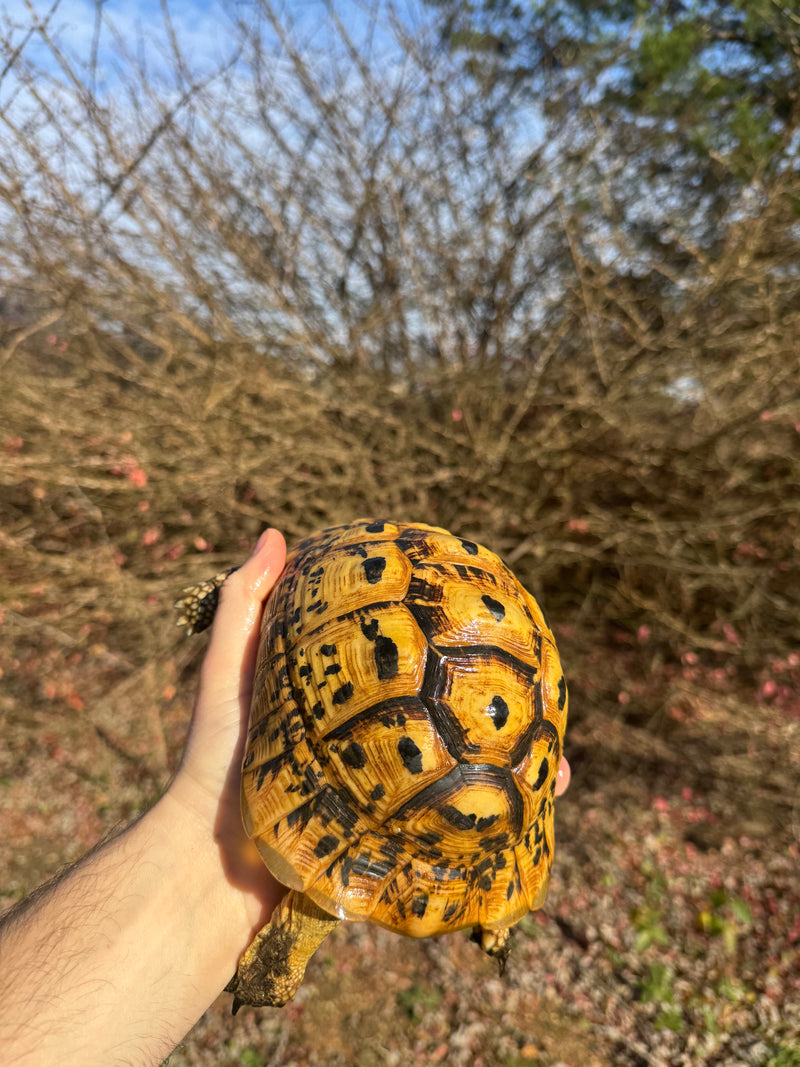 Libyan Greek Tortoise Adult Female
