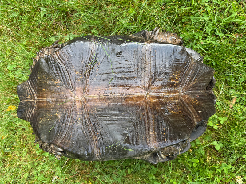 Burmese Black Mountain Tortoise Female