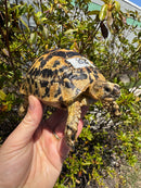 Libyan Greek Tortoise Adult Female