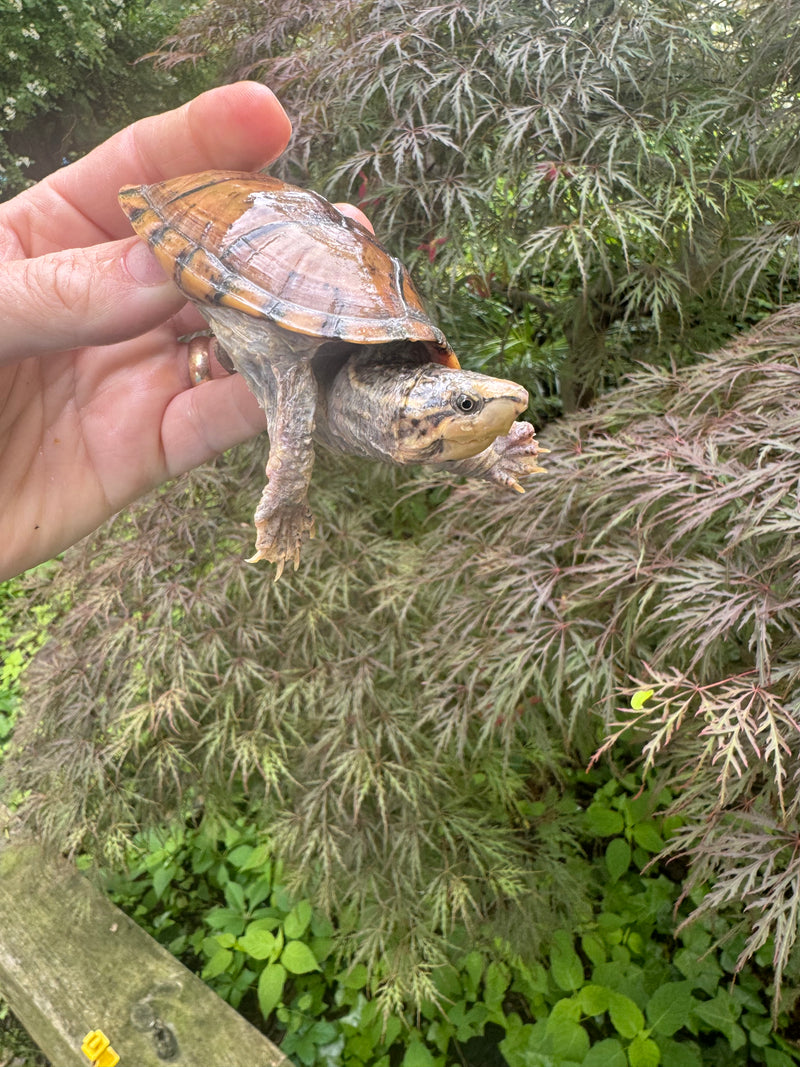 Hypo Stripe-necked Musk Turtle Adult Female