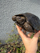 Burmese Black Mountain Tortoise Female