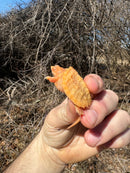 Baby Albino Common Snapping Turtle Female
