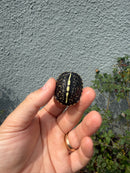 HI YELLOW Florida Box Turtle