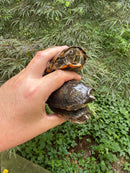 Stripe-necked Musk Turtle Adult Trio