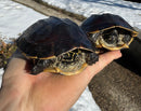Mekong Snail-eating Turtle Adults (Malayemys subtrijuga)