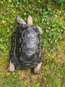 Burmese Black Mountain Tortoise Female