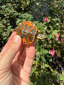 Flame Pastel Clown Northern Red Bellied Turtle
