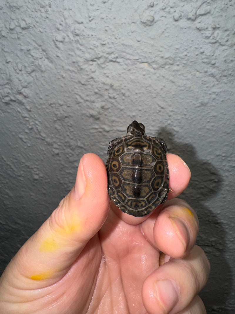 Hi White Concentric Diamondback Terrapin 2024