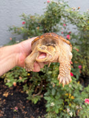 Hypomelanistic Common Snapping Turtle 2024