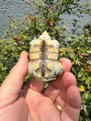 Ornate Diamondback Terrapin Female