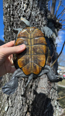 Adult Northern Diamondback Terrapin Female