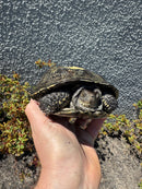 European Pond Turtle Adult Pair