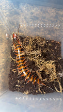 Sulawesi Red Toraja Centipede Adults（Scolopendra sp. Red Toraja）
