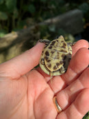HI YELLOW Florida Box Turtle Baby