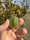 Pastel Picasso Red-Eared SliderTurtle