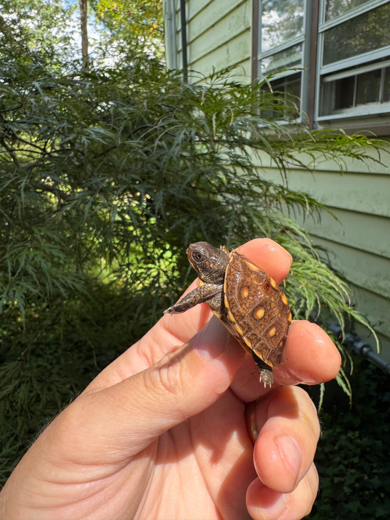 Hi Color Orange Baby Eastern Box Turtle