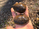 Stripe-necked Musk Turtle Adult Breeding Group 1.4  (Sternotherus peltifer)