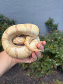 Banana Ball Python Mixed Morph Female