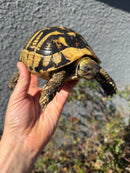 Eastern Hermann's Tortoise Adult Female