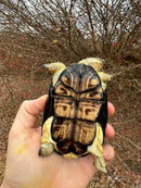 African Dwarf Mud Turtle Adult Female