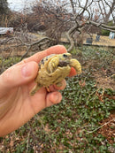 Hi White Leopard Tortoise 2026