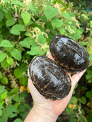 Adanson's Mud Turtles Pair