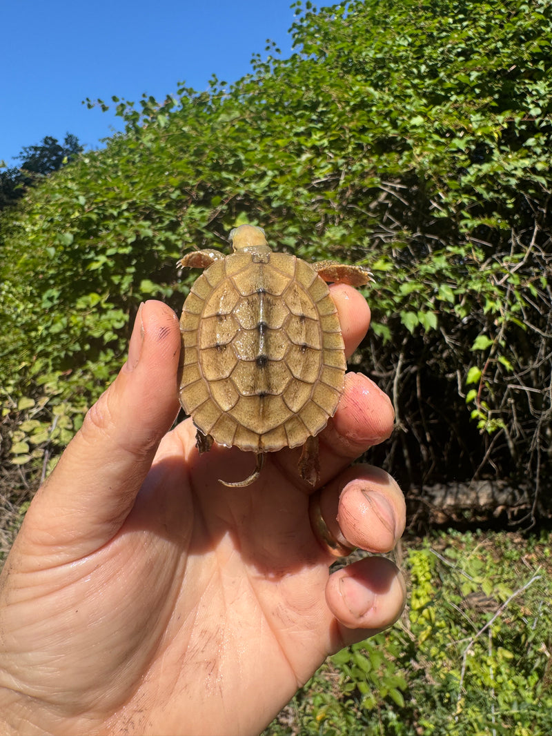 Golden Coin Box Turtle 2025