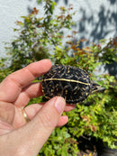 HI YELLOW Florida Box Turtle