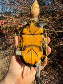 White Lipped Mud Turtle Adult Pair
