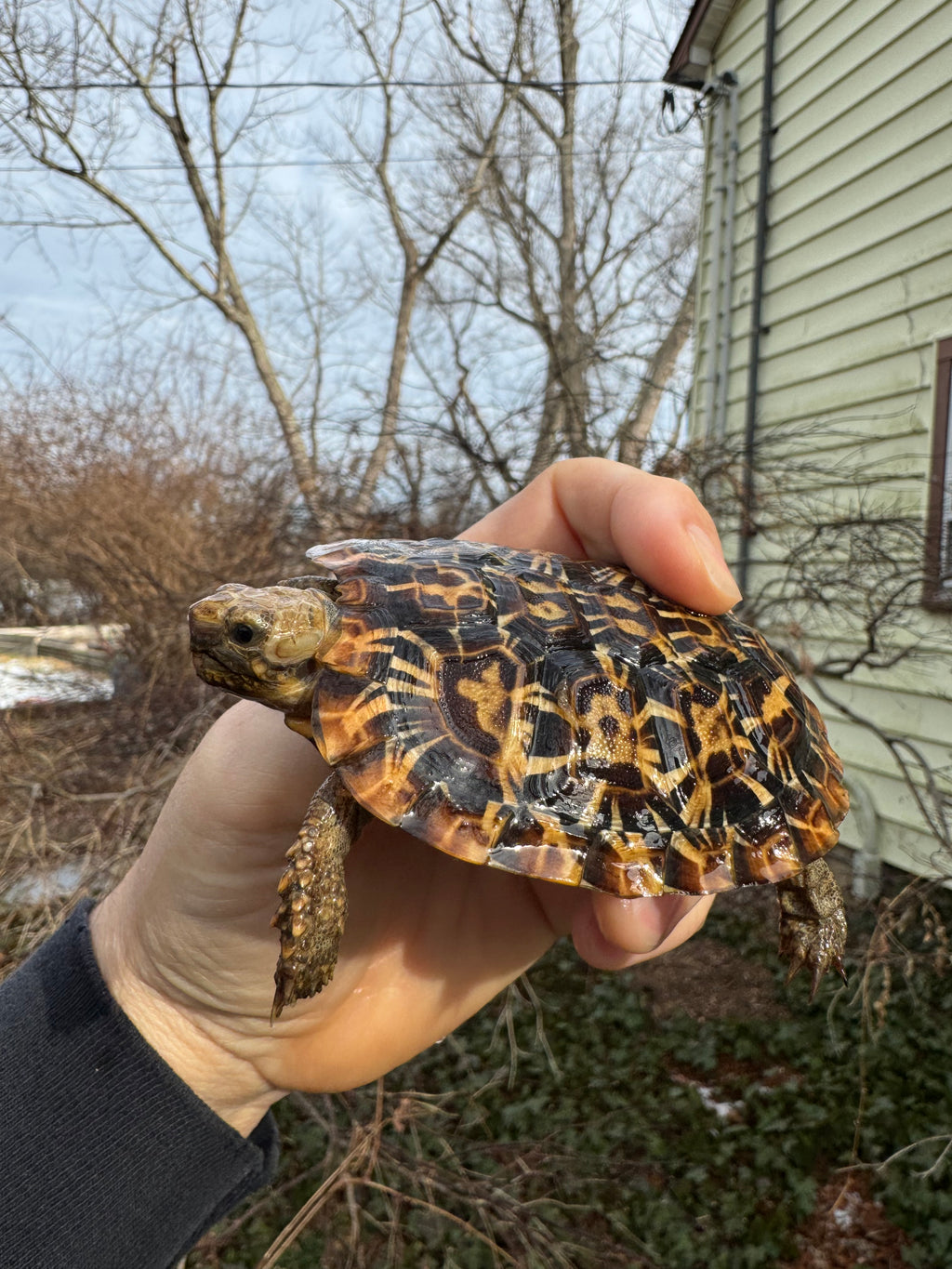 Pancake Tortoise Female #2602 (Malacochersus tornieri)