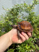 Spiny Hill Turtle CB 2025
