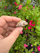 Albino Florida Snapping Turtle 2026