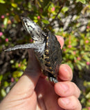 Hi White Concentric Diamondback Terrapin 2025